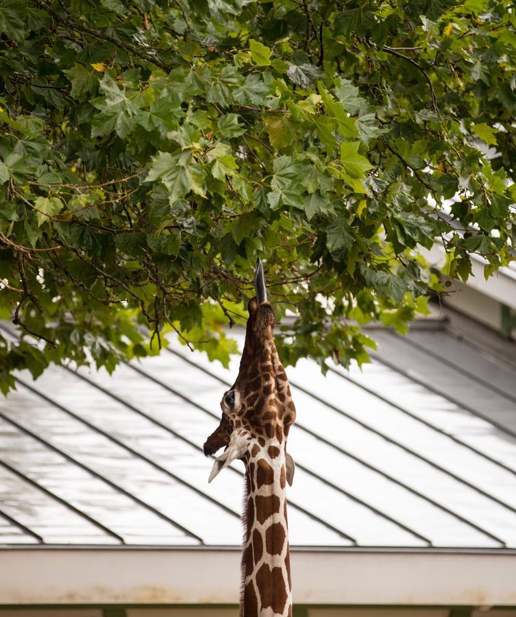 Quentin Zoo Hotel Amsterdam Exterior photo